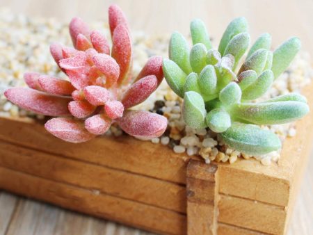 2.36   Artificial Succulent Plant Echeveria for Home Decoration DIY #5 Fashion