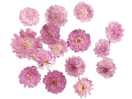 10x Pressed Dried Flower Dry Leaves for DIY Crafts Bookmark Cards Making 02 For Sale